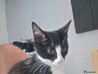 Mixed Breed cats - Advert 22