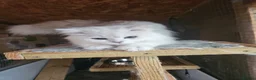 British Longhair cats for stud: Proven males/ / asstd golden series Blh - Advert 1