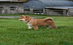 Japanese Shiba Inu dogs for sale: Multi Champion bloodline Shiba Inu pups for sale - Image 24