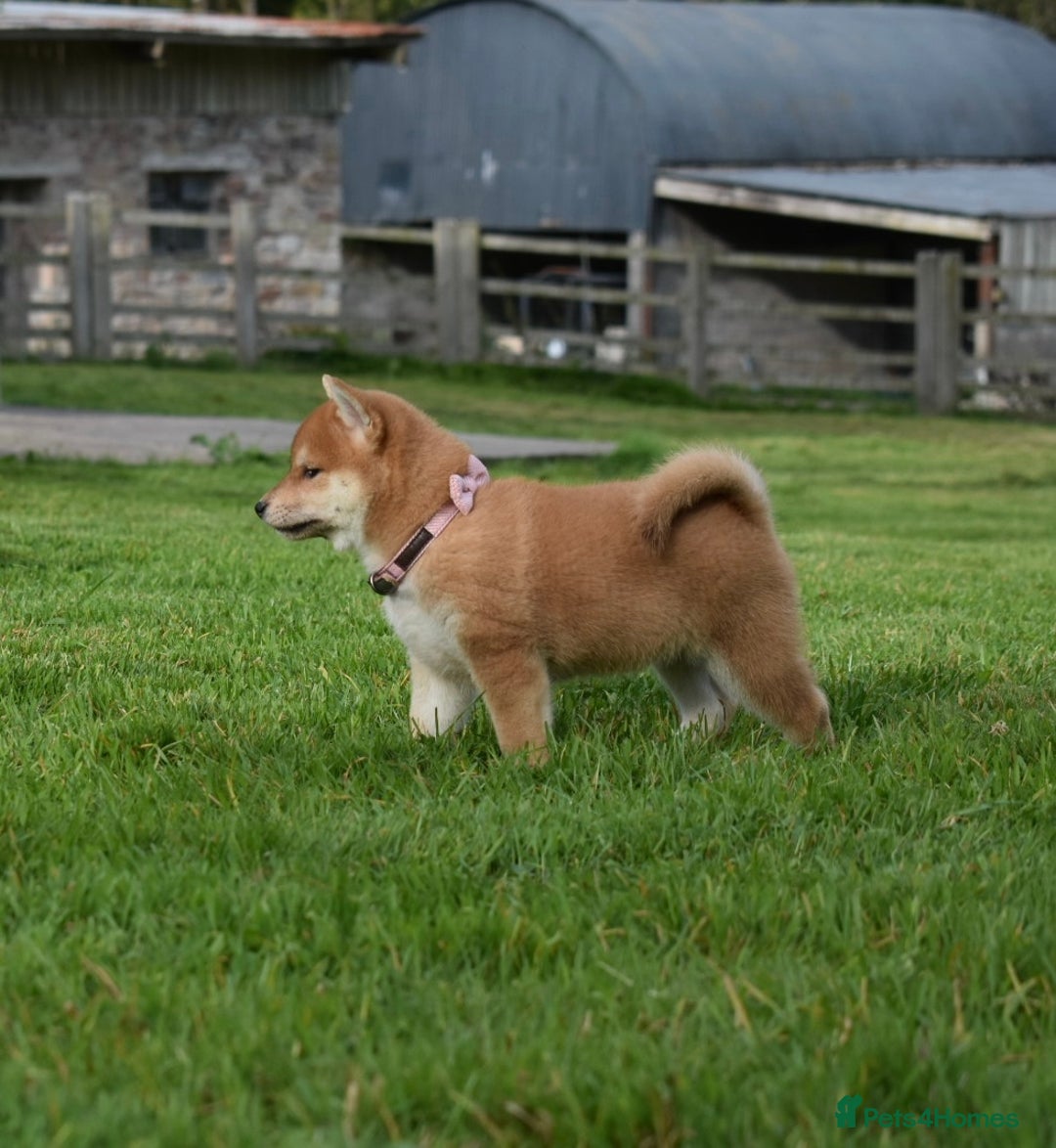 Japanese Shiba Inu dogs for sale: Multi Champion bloodline Shiba Inu pups for sale - Image 24