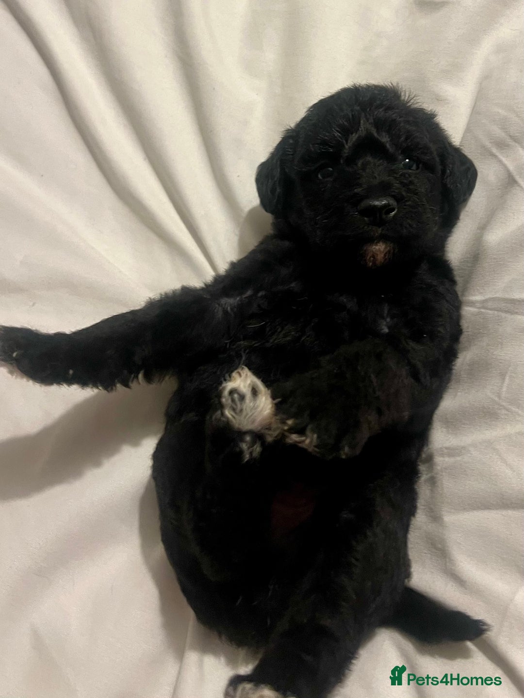 Mixed Breed dogs for sale: 🐾🐶Adorable and very cute Cavaschnauzer 🐶🐾 - Image 16