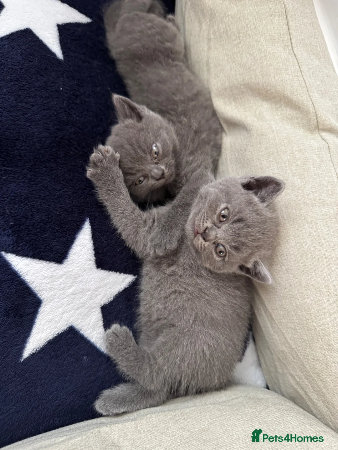 British Shorthair cats for sale: 2 beautiful British Short Hair female kittens in Buckingham - Advert 2