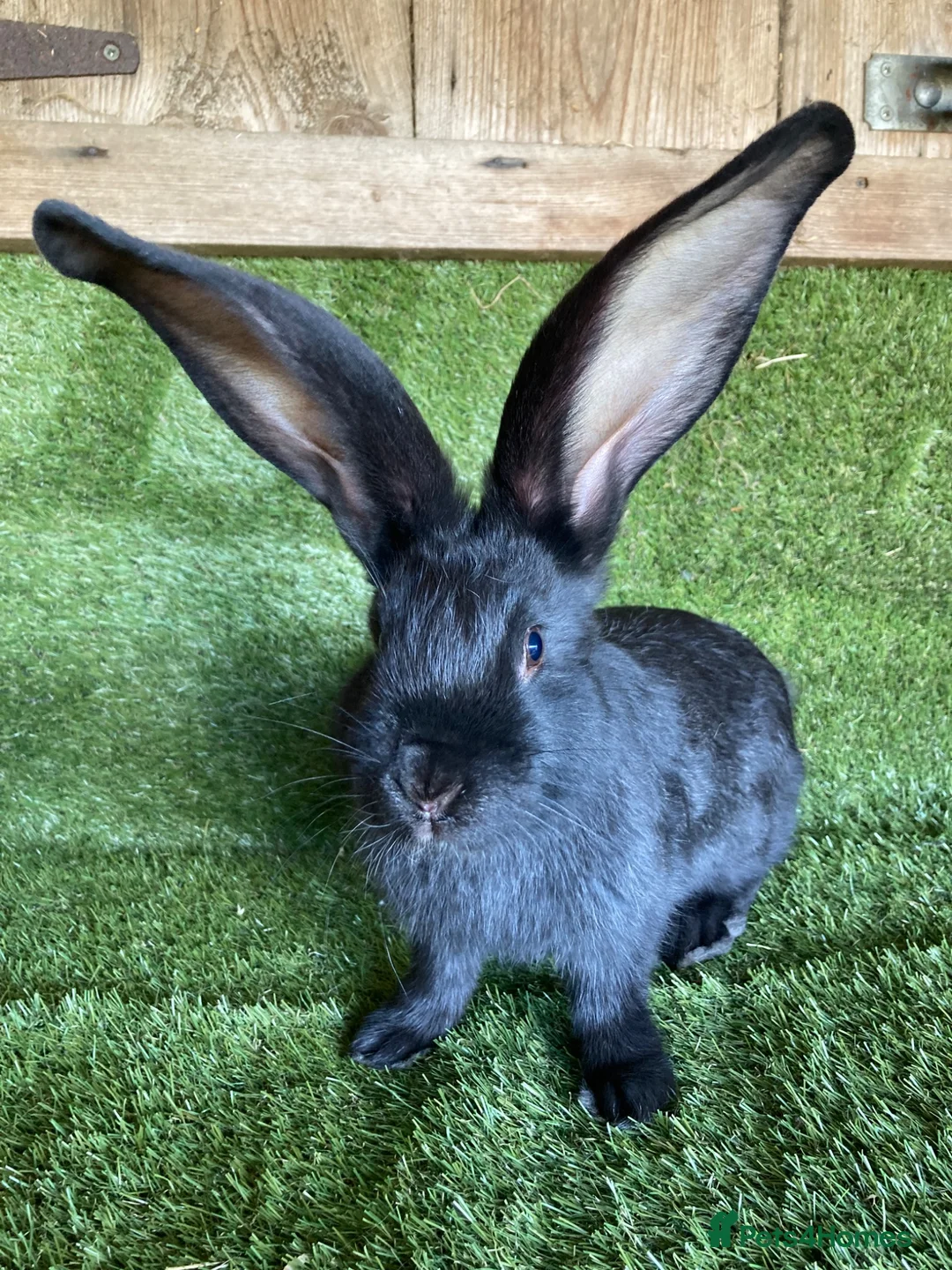 Continental Giant rabbits for sale: Purebred continental giants  - Advert 5