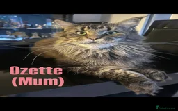 Maine Coon cats for sale: Affectionate Pure Breed Mainecoon Kittens - Image 22