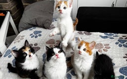 Domestic Shorthair cats for sale: Beautiful and adorable kittens for sale☺️ - Image 20