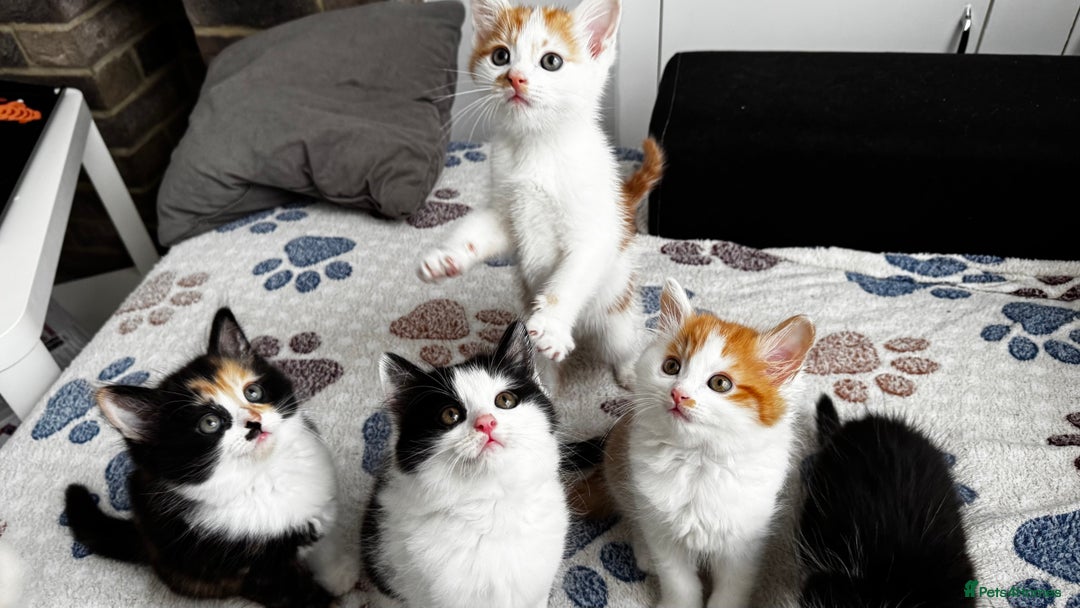 Domestic Shorthair cats for sale: Beautiful and adorable kittens for sale☺️ - Image 20