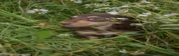 Miniature Dachshund dogs for sale: KC Long Coat Miniature Dachshund Puppies - Advert 5
