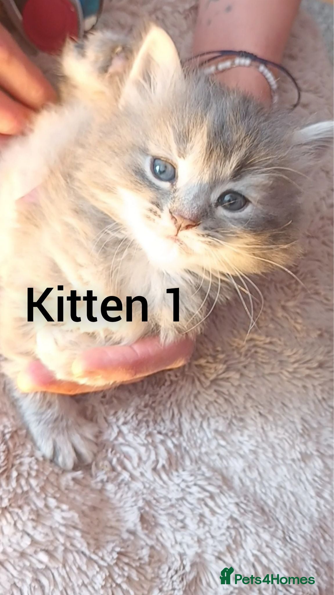 Mixed Breed cats Beautiful Babies - Advert 1