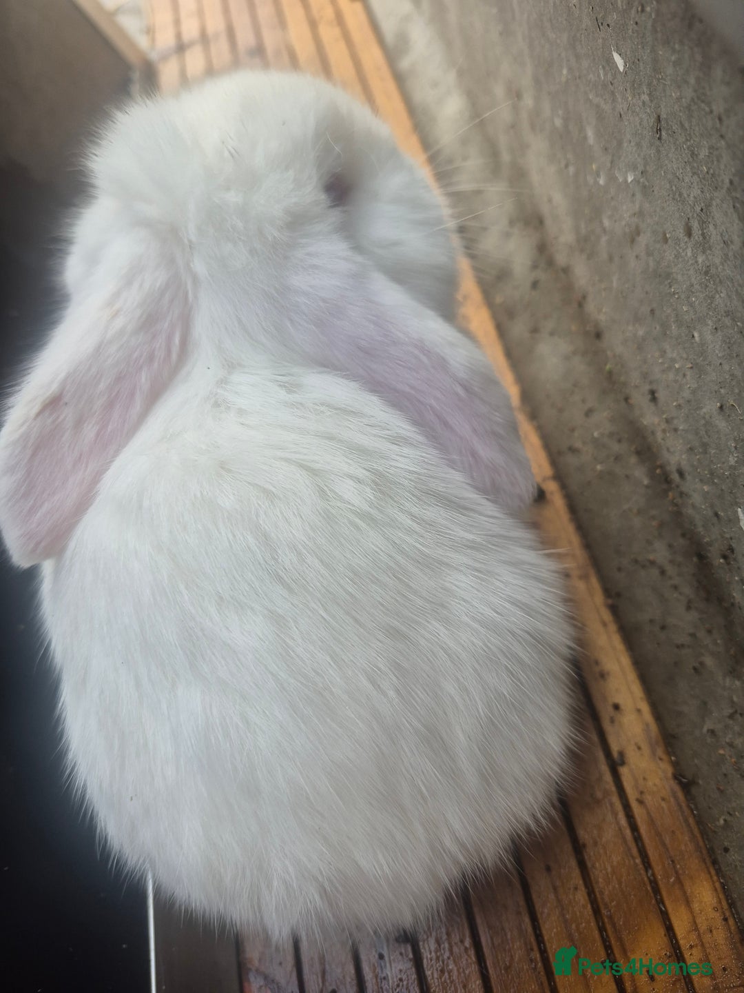 French Lop rabbits for sale: Giant breed french lops pure bred giants - Advert 4