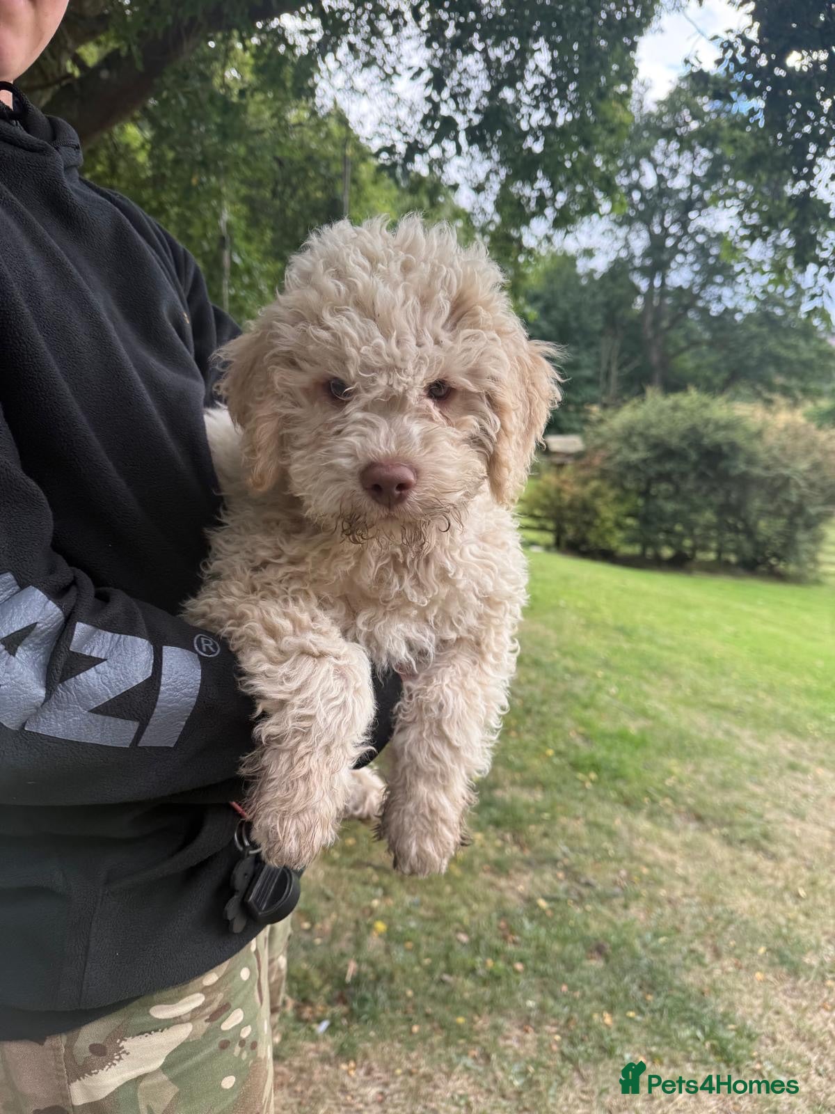 Lagotto Romagnolo dogs 1 boy left  READY NOW  - Advert 2