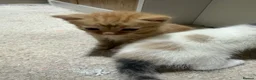 Mixed Breed cats for sale: Mixed breed beautiful kittens  - Advert 11