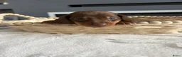 Dachshund dogs for sale: Beautiful littler of dachshund puppies  - Advert 11