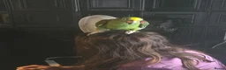 Parrots birds for sale: Yellow Crowned Amazon - Advert 2