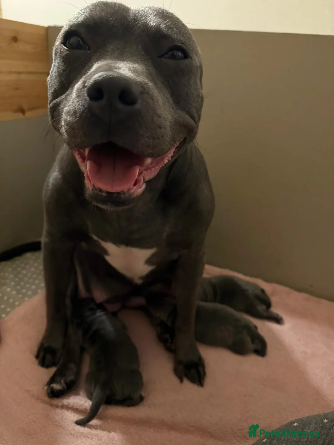 Staffordshire Bull Terrier dogs for sale: SUPERIOR BLUE STAFFORDSHIRE BULL TERRIER PUPS  - Advert 20