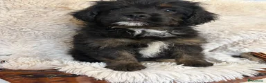 Mixed Breed 2