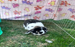 Mini Lop rabbits for sale: Male mini lop  - Image 3