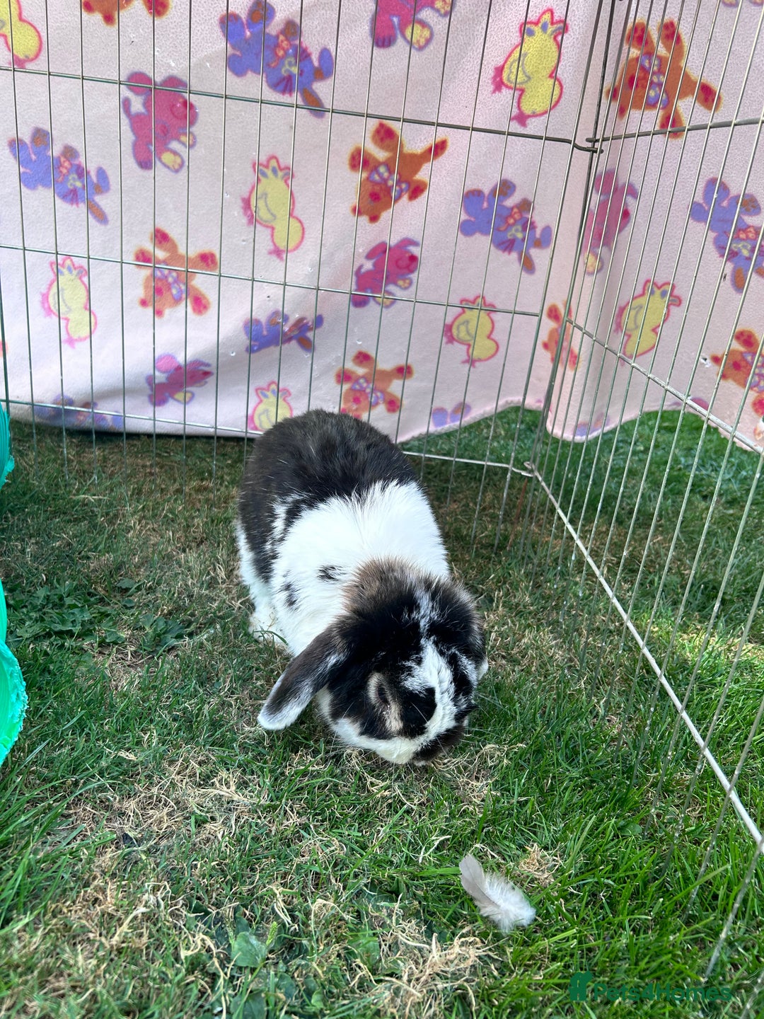 Mini Lop rabbits for sale: Male mini lop  - Image 3