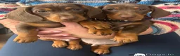 Miniature Dachshund dogs for sale: Miniature dachshund puppys in Manchester - Advert 3