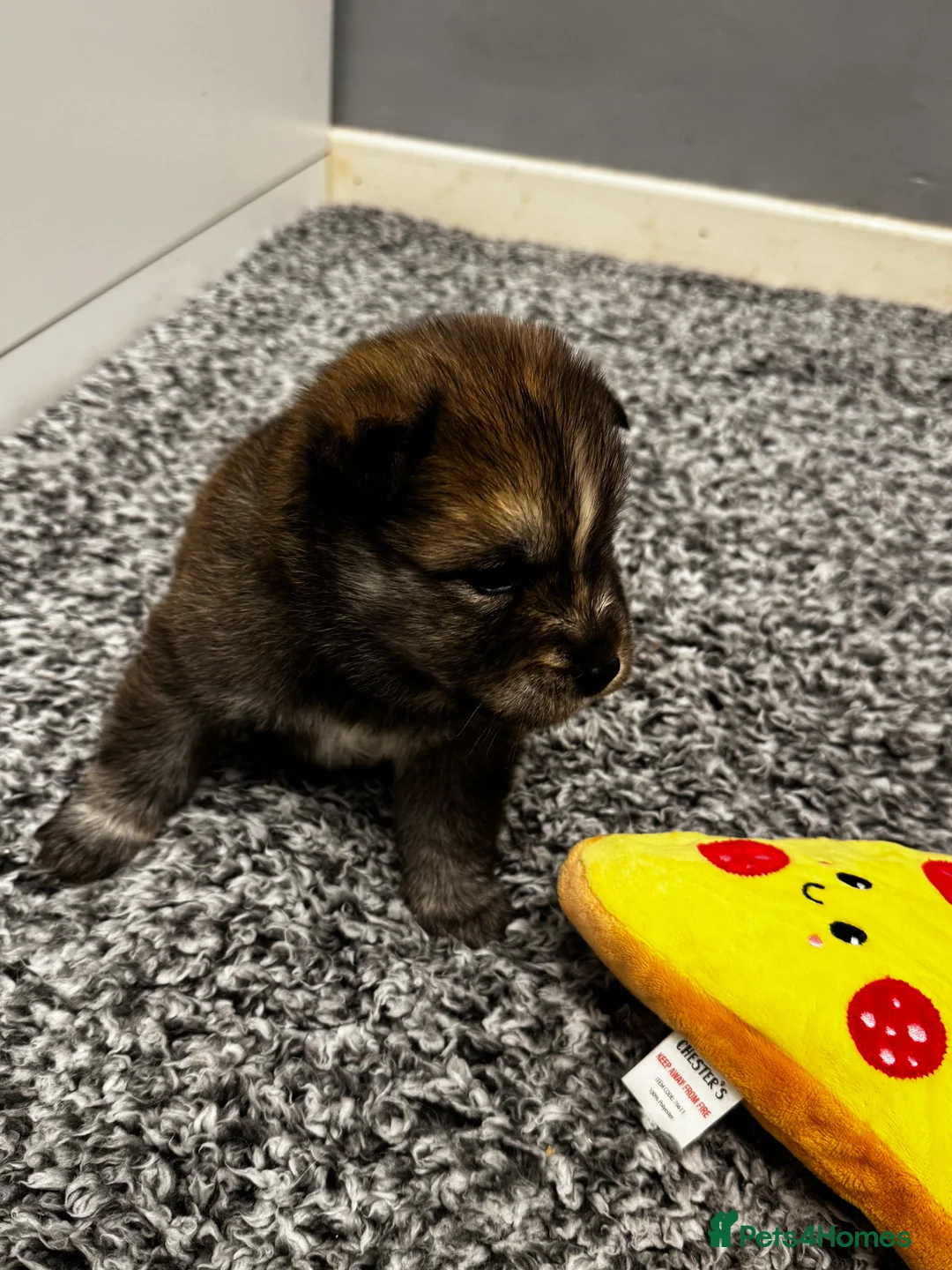 Mixed Breed dogs for sale: Chowski puppies for sale  - Advert 11