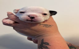 French Bulldog dogs for sale: Beautiful pied French bulldog puppies 🐾  - Image 9