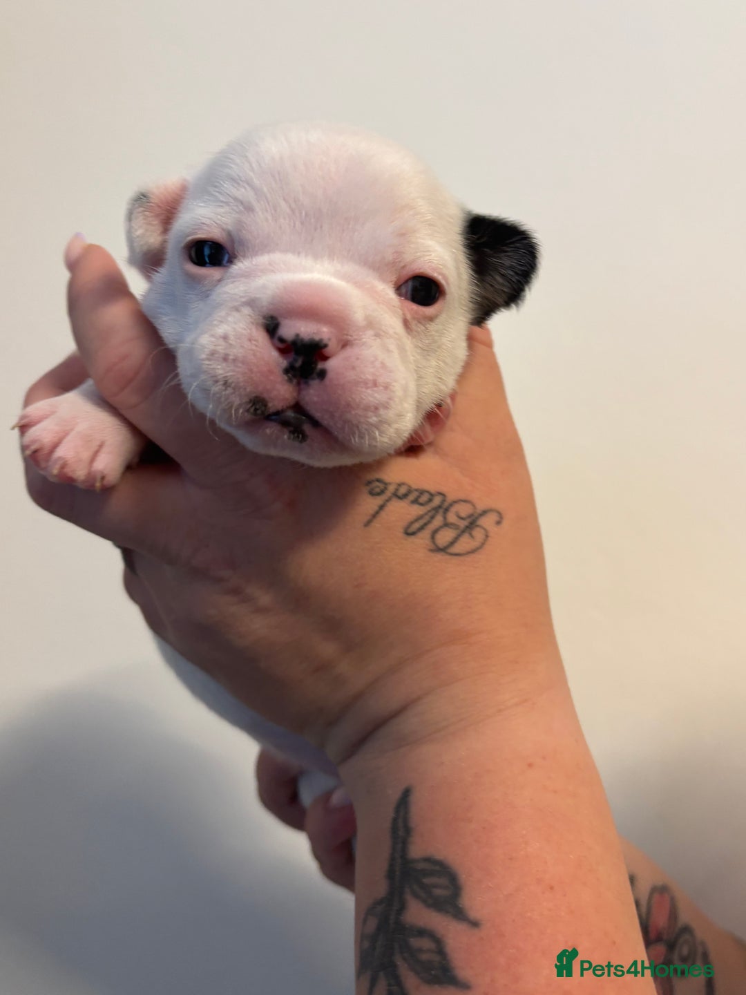 French Bulldog dogs for sale: Beautiful pied French bulldog puppies 🐾  - Image 9