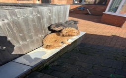 Cavapoo dogs for adoption: RALPH & TEDDY - 2 Superb Boys for a Loving Home - Image 3