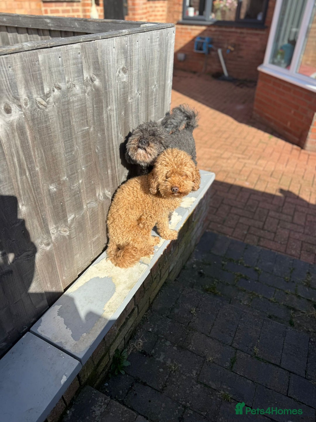 Cavapoo dogs for adoption: RALPH & TEDDY - 2 Superb Boys for a Loving Home - Image 3