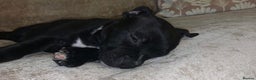 Staffordshire Bull Terrier dogs for stud: Beautiful 3 1/2 year old staff for stud FREE - Advert 5