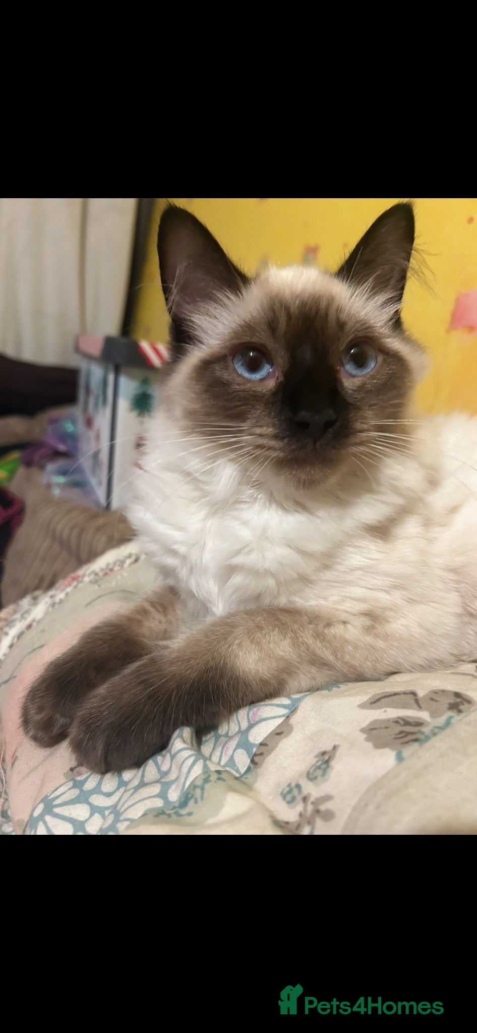 Ragdoll cats LAST 1 pure Ragdoll kitten LEFT✨FREE STARTER PACK - Advert 6