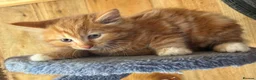 Mixed Breed cats for sale: Ginger and tortoise  kittens  - Advert 11