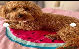 Mixed Breed dogs for sale: 🐾🐶Adorable and very cute Cavaschnauzer 🐶🐾 - Image 35