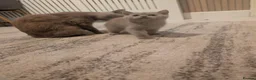 British Shorthair cats for sale: British shorthair  - Advert 8
