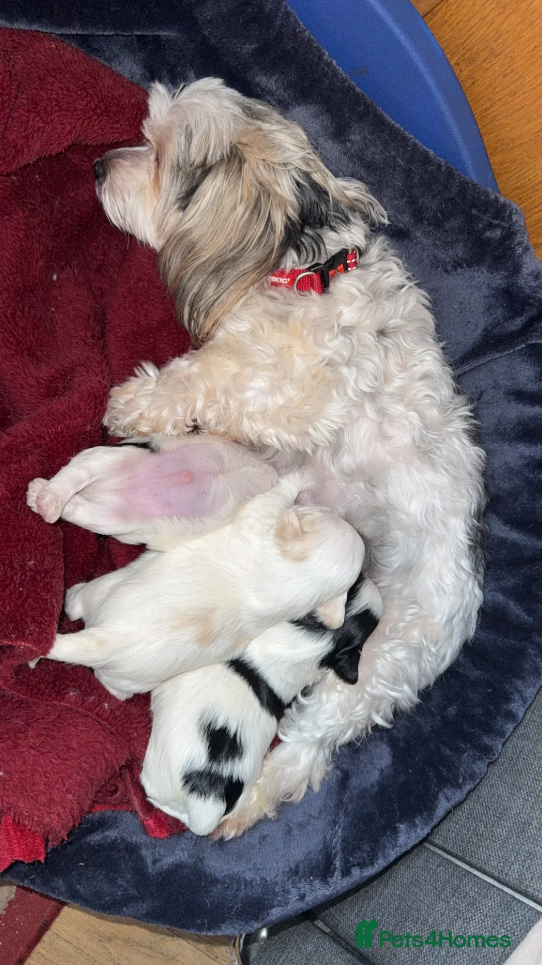 Morkie dogs for sale: Morkie Puppies - Advert 1