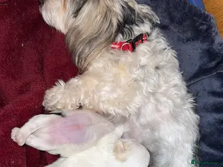 Morkie dogs Morkie Puppies - Advert 1