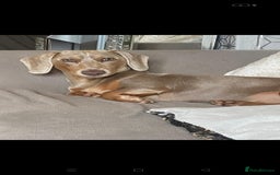 Miniature Dachshund dogs for sale: Miniature Dachshund  - Image 9