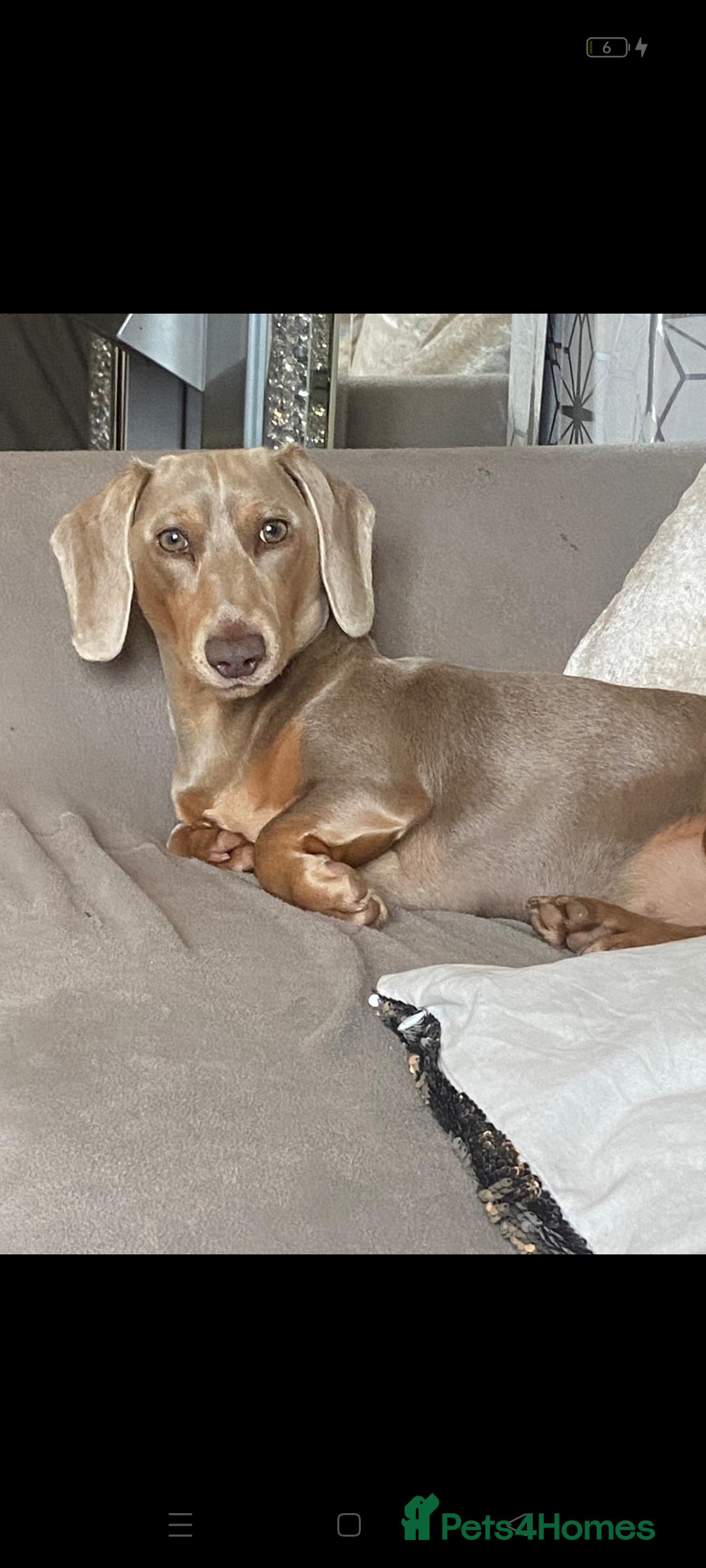 Miniature Dachshund dogs for sale: Miniature Dachshund  - Image 9