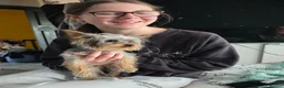 Yorkshire Terrier dogs for sale: Yorkshire terrier toy 6 months old female - Advert 2