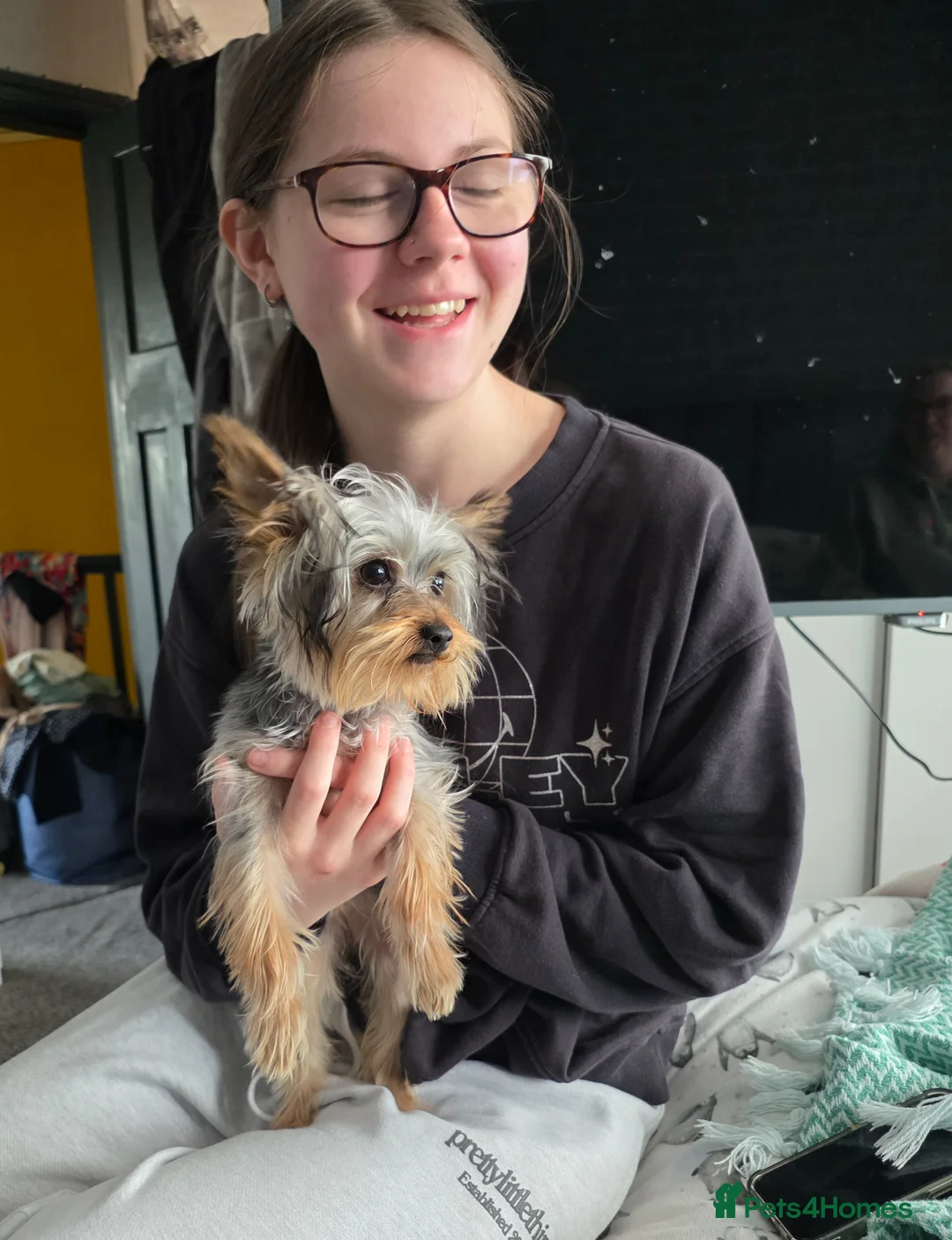 Yorkshire Terrier dogs for sale: Yorkshire terrier toy 6 months old female - Advert 2