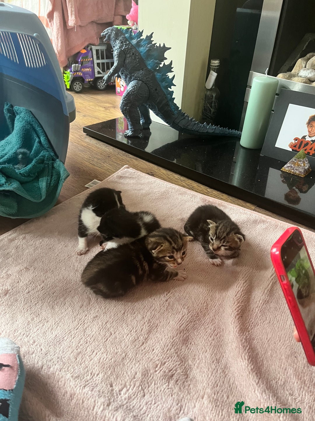 Mixed Breed cats for sale: 3 beautiful kittens available! - Image 3