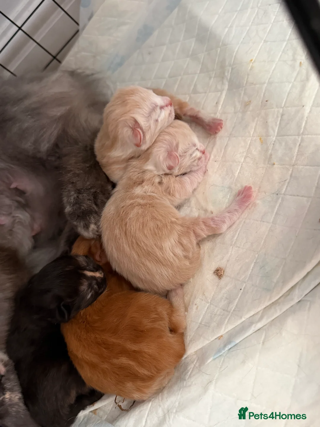 Mixed Breed cats for sale: Maine coon /British longhair kittens  - Advert 2