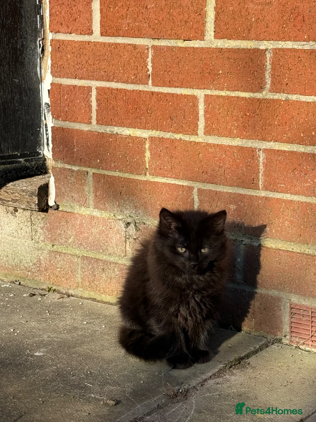 Maine Coon cats for sale: Maine Coon x British Shorthair Kittens  - Advert 2