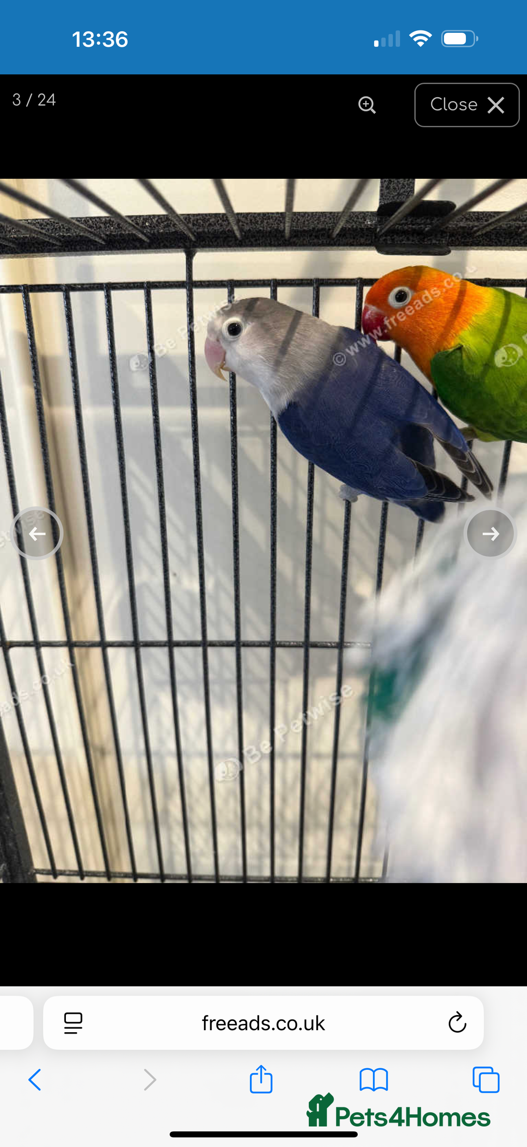 Lovebirds birds for sale: 2 beautiful love birds full set up  - Image 4