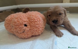 Golden Retriever dogs for sale: KC Registered Golden Retriever Puppies  - Image 21