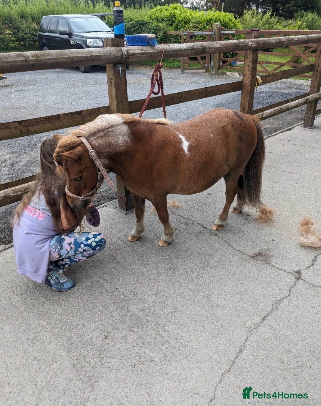 Shetland pony horses for sale: Lovely minature shetland gelding - Advert 1