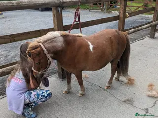 Shetland pony horses **Now Reserved**Lovely minature shetland gelding - Advert 6