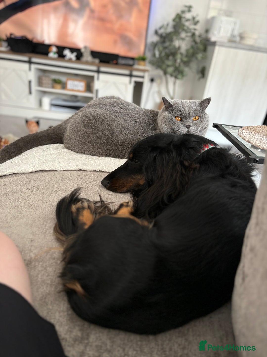 Miniature Dachshund dogs for sale:  long haired miniature dachshund male KC registere - Advert 12