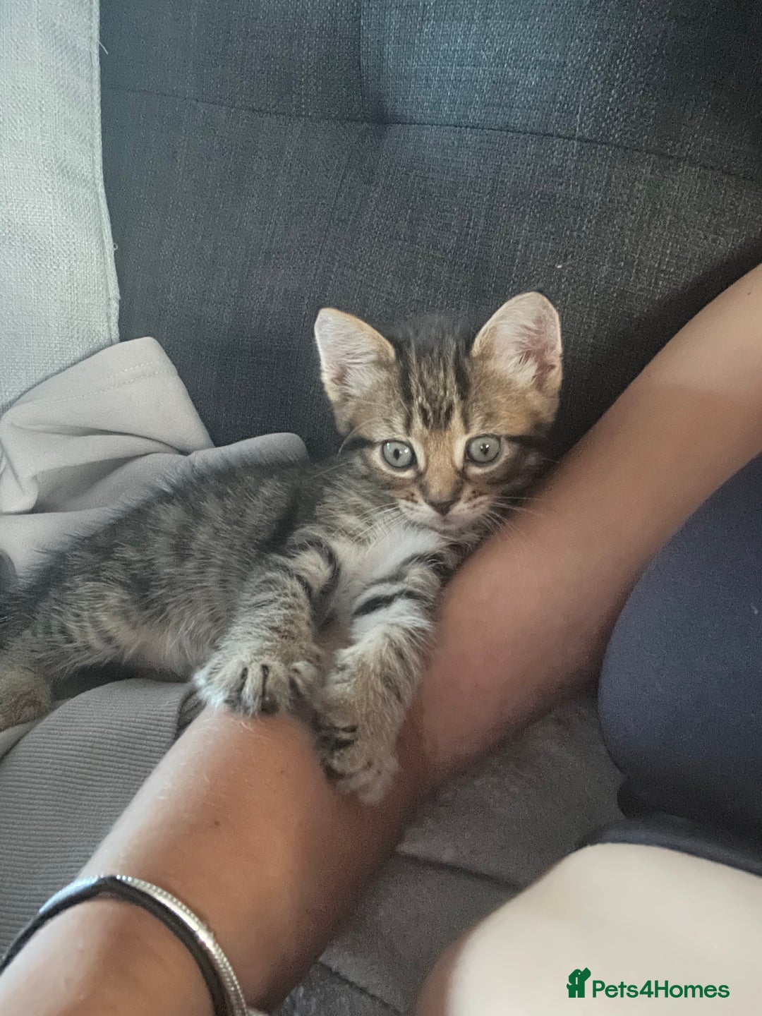 Domestic Shorthair cats for sale: 6 beautiful kittens for sale. - Image 7