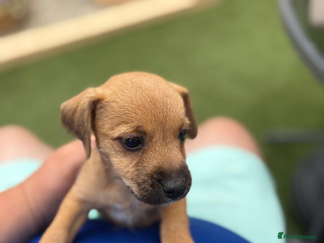 Jack Russell dogs for sale: Jack Russell puppies - Image 10
