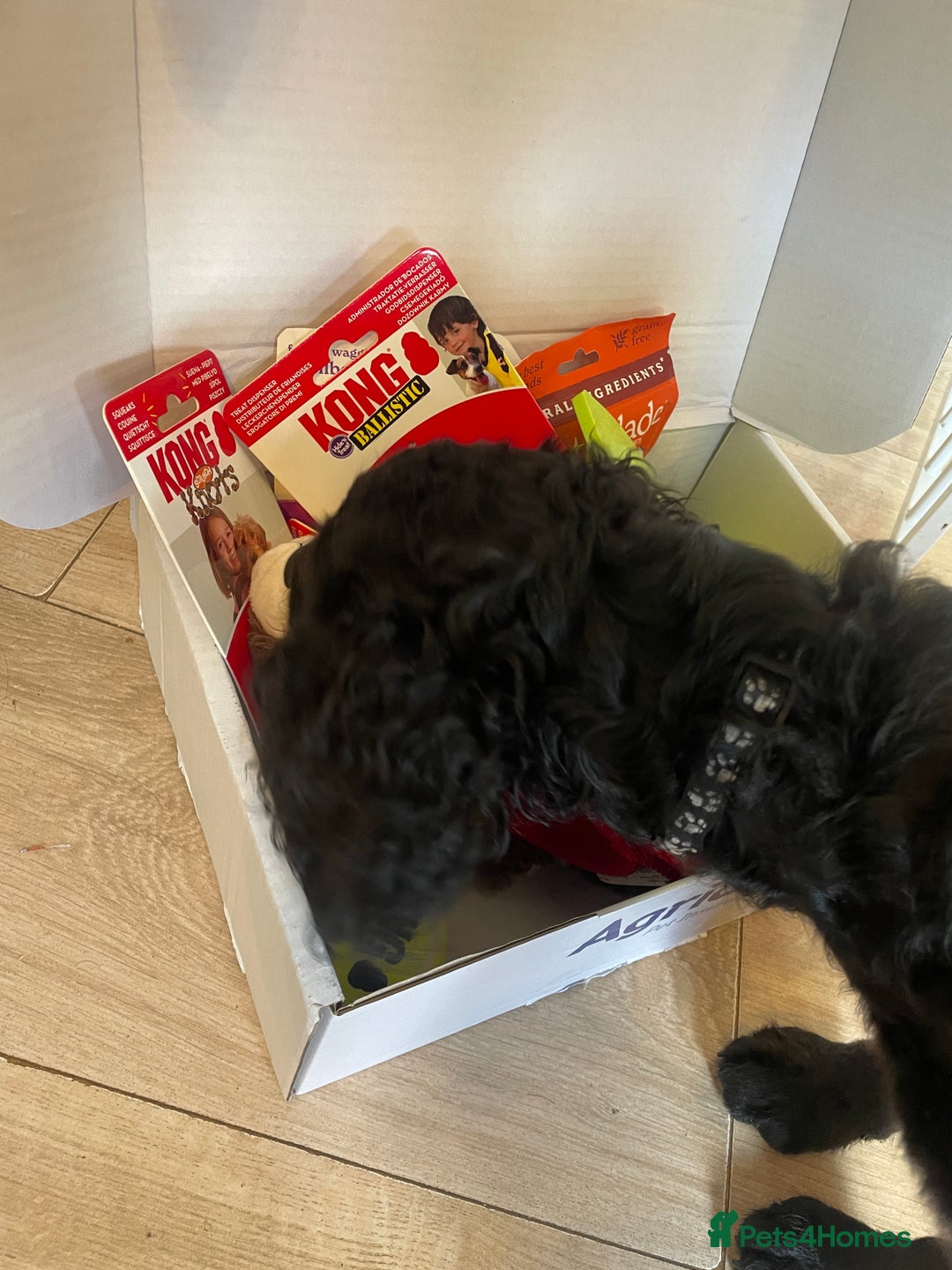 Cocker Spaniel dogs for sale: Beautiful boy cockerspaniel  - Advert 4