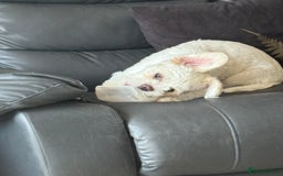Mixed Breed dogs for sale: Little Diva!  - Image 3